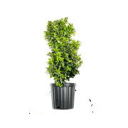 1 Gal. Oak Leaf Holly - Fast Growing Privacy Hedge