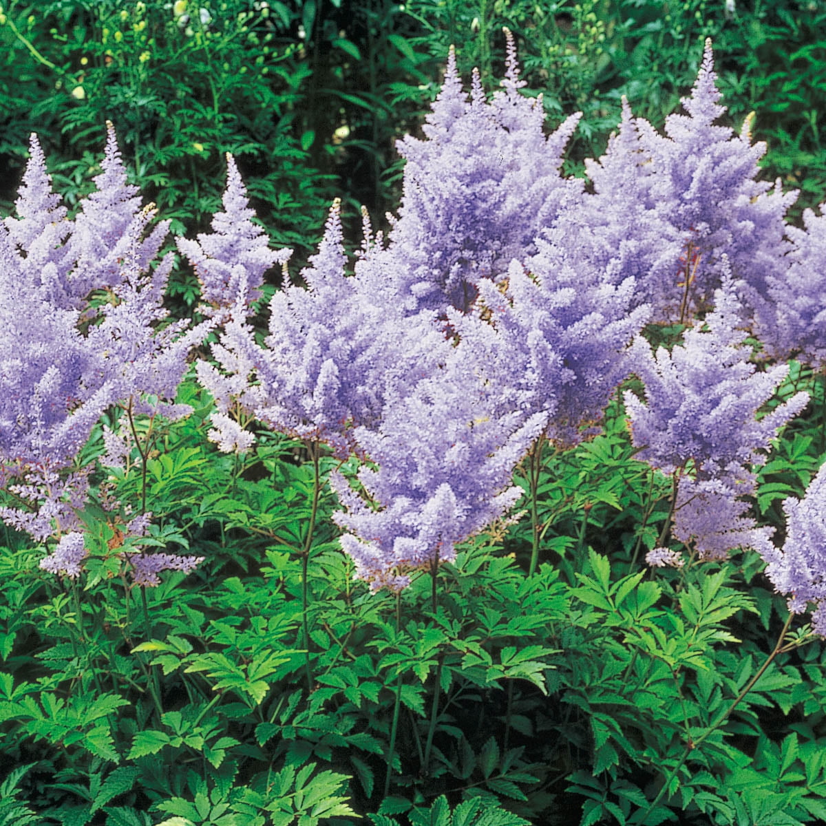 1 Gal. Pot, Amethyst Astilbe Lavender Flowering Perennial Plant - 1 plant per offer