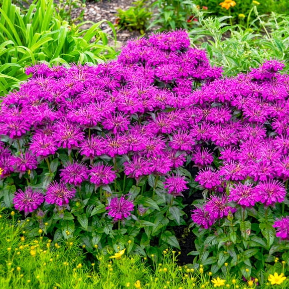 1 Gal. Pot, Bee Mine Lavender Flowering Bee Balm Perennial Plant - 1 plant per offer