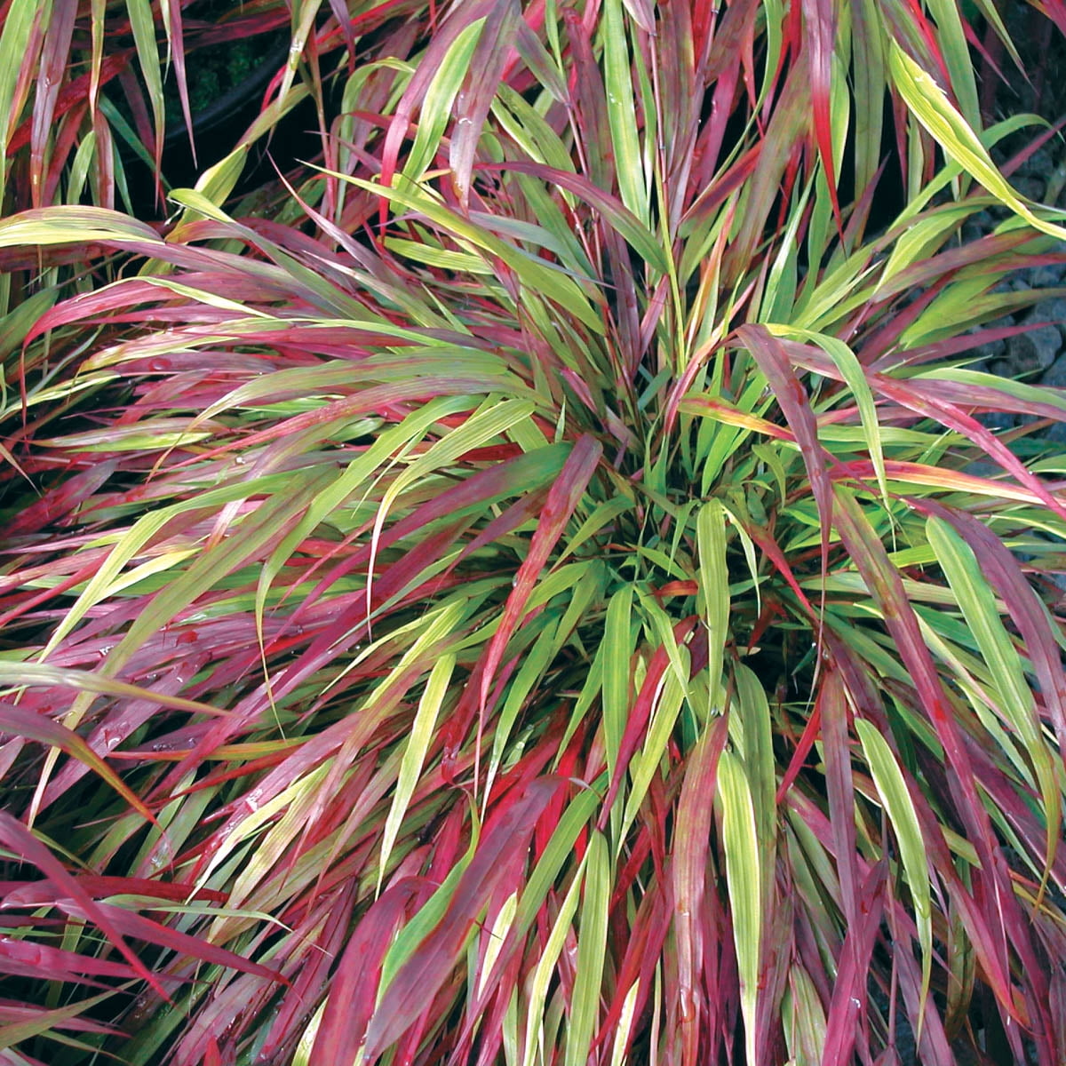 1 Gal. Pot, Beni Kaze Japanese Forest Ornamental Grass Hakonechloa Dediduous Perennial Plant - 1 plant per offer
