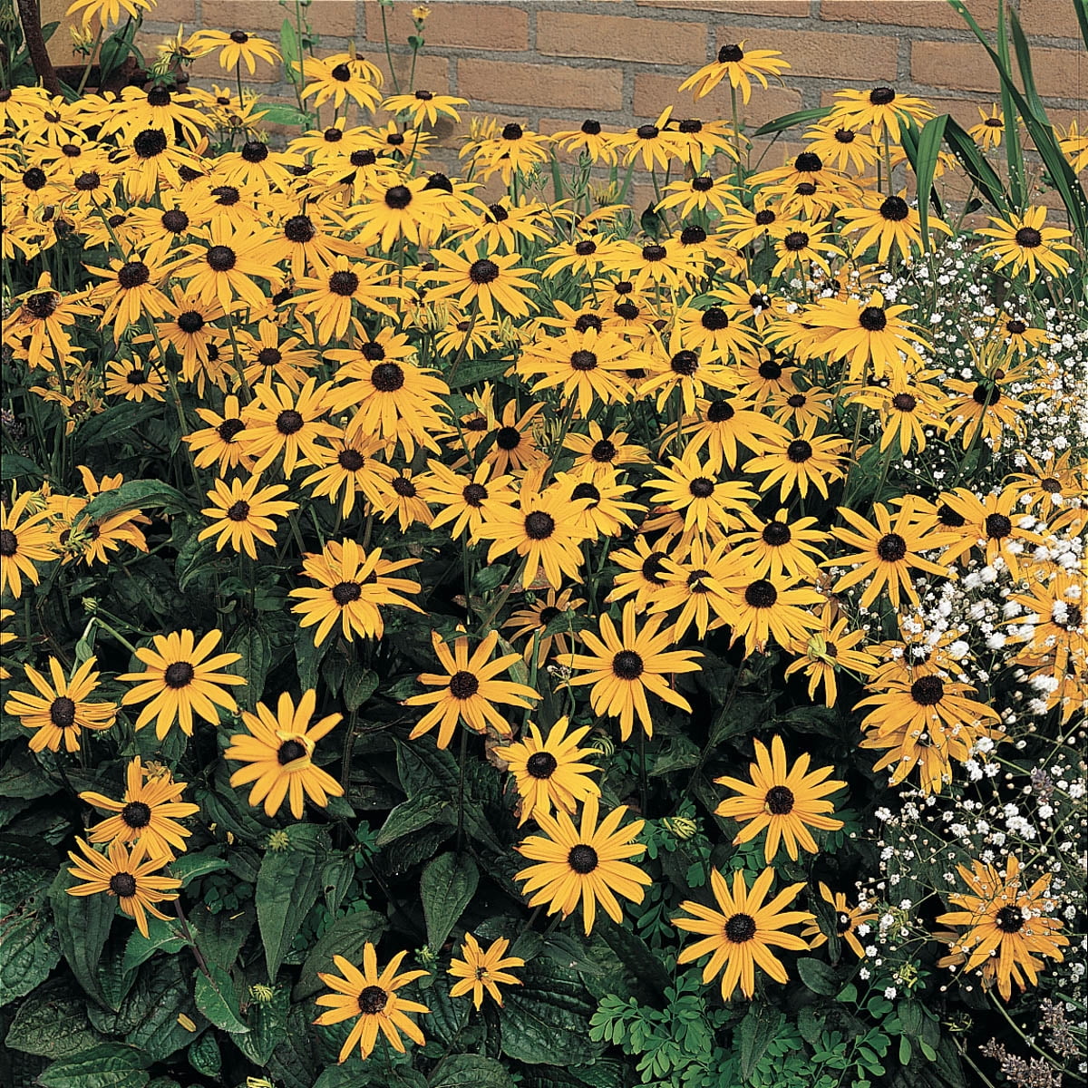 1 Gal. Pot, Black-Eyed Susan Deciduous Flowering Perennial Plant - 1 plant per offer