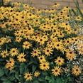 thumbnail image 1 of 1 Gal. Pot, Black-Eyed Susan Deciduous Flowering Perennial Plant - 1 plant per offer, 1 of 5