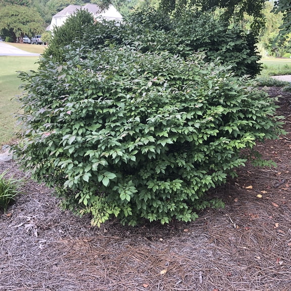 1 Gal. Pot, Burning Bush Ornamental Deciduous Shrub, One Plant per Offer