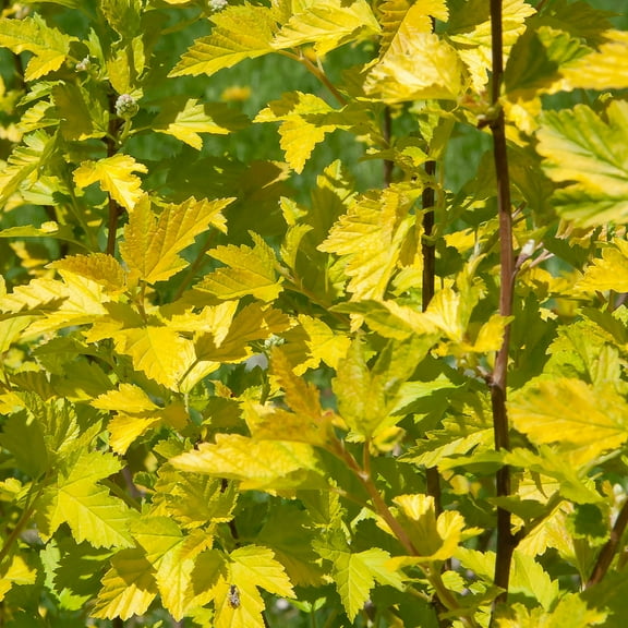 1 Gal Pot, Golden Ninebark Potted Deciduous Flowering Shrub - 1 plant per offer