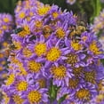 thumbnail image 1 of 1 Gal. Pot Jindai Blue Flowering Tartarian Aster Perennial Plant - 1 plant per offer, 1 of 4