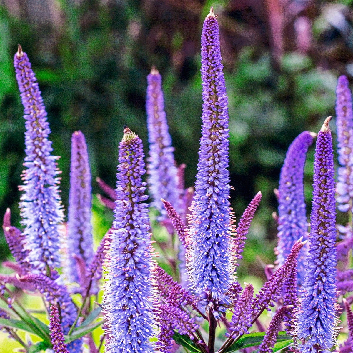 1 Gal. Pot, Lavender Lightsaber Speedwell Flowering Perennial Plant - 1 plant per offer