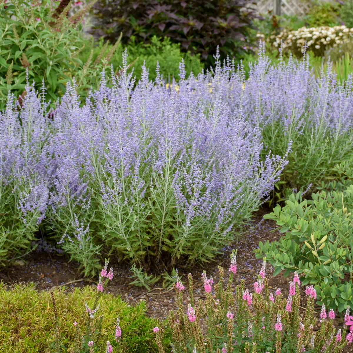 Little Spires Russian Sage Flowering Perennial Plant, 1 gal pot - 1 plant per offer