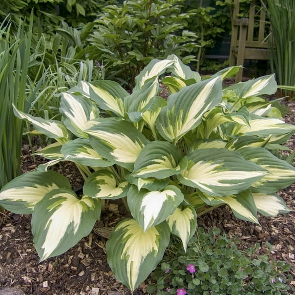 1 Gal. Pot, Mediovariegata Hosta Potted Perennial Plant, One Plant per Offer