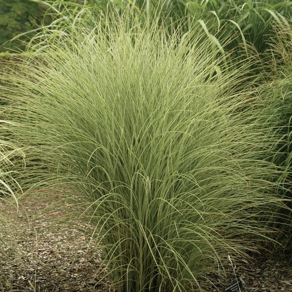 1 Gal. Pot, Morning Light Ornamental Grass Deciduous Perennial Plant - 1 plant per offer