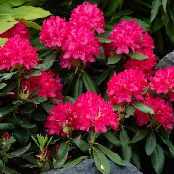 Nova Zembla Red Flowering Rhododendron Broadleaf Evergreen Shrub, One Plant per Offer