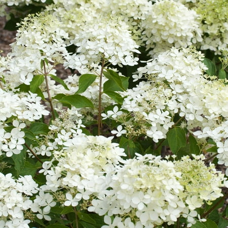 1 Gal. Pot, Pee Gee Paniculata Hydrangea Shrub Deciduous Flowering Shrub - 1 plant per offer