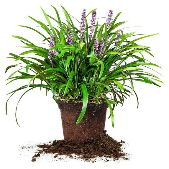 1 Gal. Royal Purple Liriope - Monkey Grass - Ornamental Groundcover - Drought Tolerant