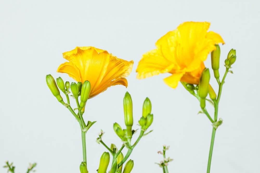 1 Gal. Stella D'Oro Daylily - Multiple Blooming Periods - Drought Tolerant