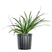 1 Gal. Super Blue Liriope - Moneky Grass - Ornamental Grass