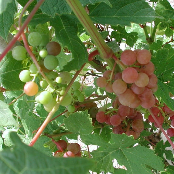 1 Gal. Tickled Pink Grape Vine, Deciduous Fruit Bearing Plant, One Plant per Offer