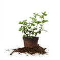 thumbnail image 1 of 1 Gal. Triple Crown Blackberry Bush - Thornless - Sweet Fruit, 1 of 1