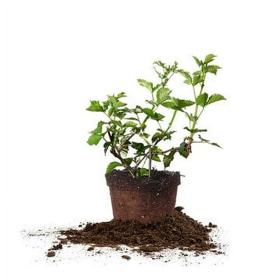 1 Gal. Triple Crown Blackberry Bush - Thornless - Sweet Fruit