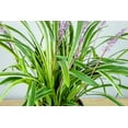 thumbnail image 1 of 1 Gal. Variegated Liriope - Monkey Grass - Ornamental Statement, 1 of 5