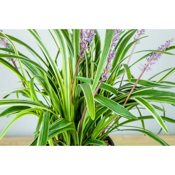 1 Gal. Variegated Liriope - Monkey Grass - Ornamental Statement