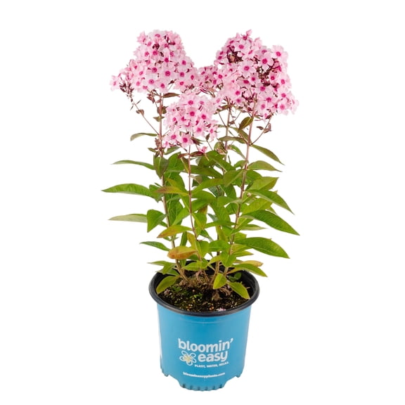 1 Gallon Center Of Attention Garden Phlox