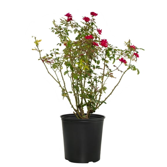1 Gallon Double Knock Out Red Rose