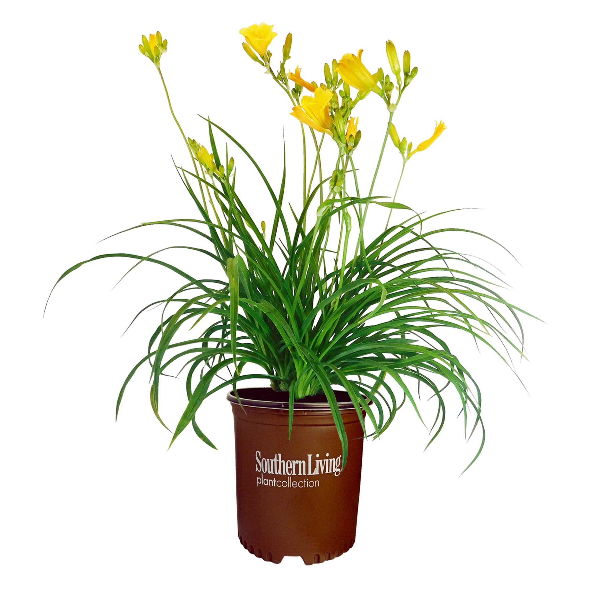 1 Gallon Yellow Evergreen Stella Daylily Plant