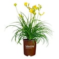 thumbnail image 1 of Southern Living Stella Daylily Live Shrub in 1-Gallon Grower Pot, 1 of 9