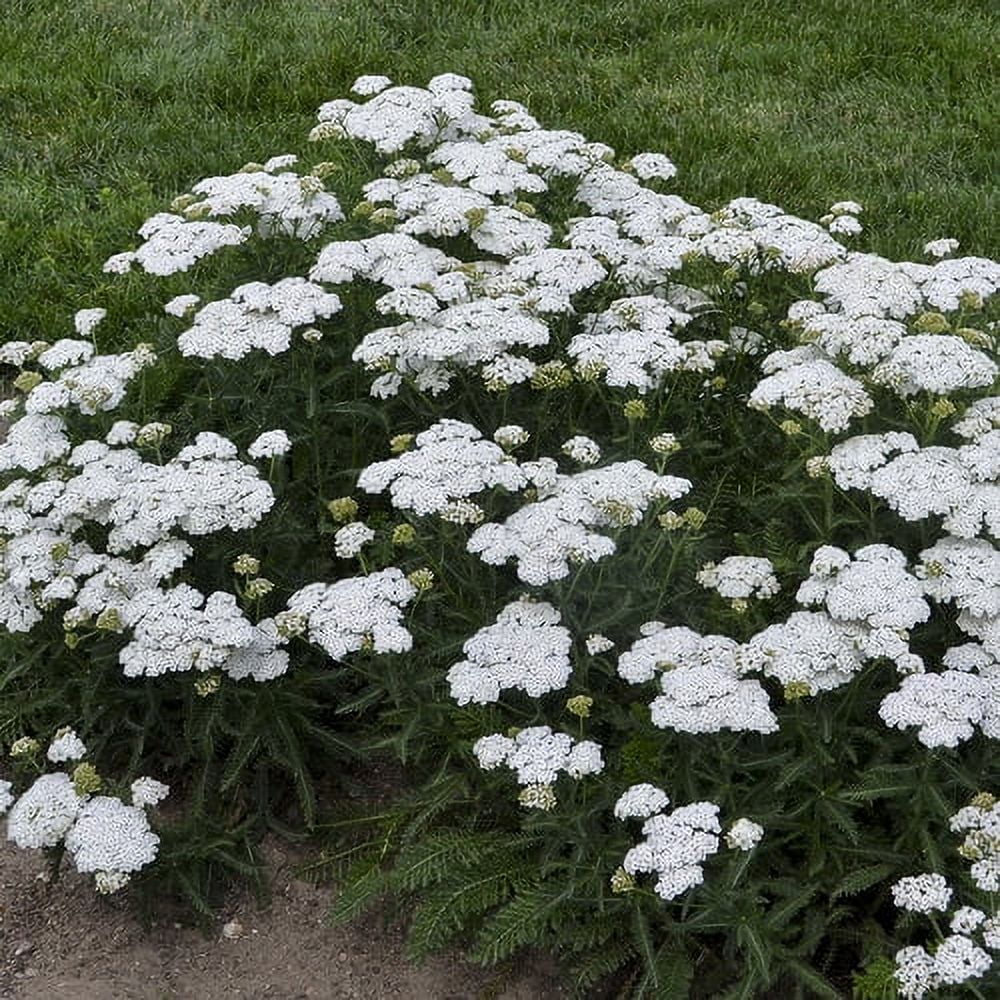 1 Gallon, Firefly Diamond Yarrow (Achillea) Live Plant, White Flowers