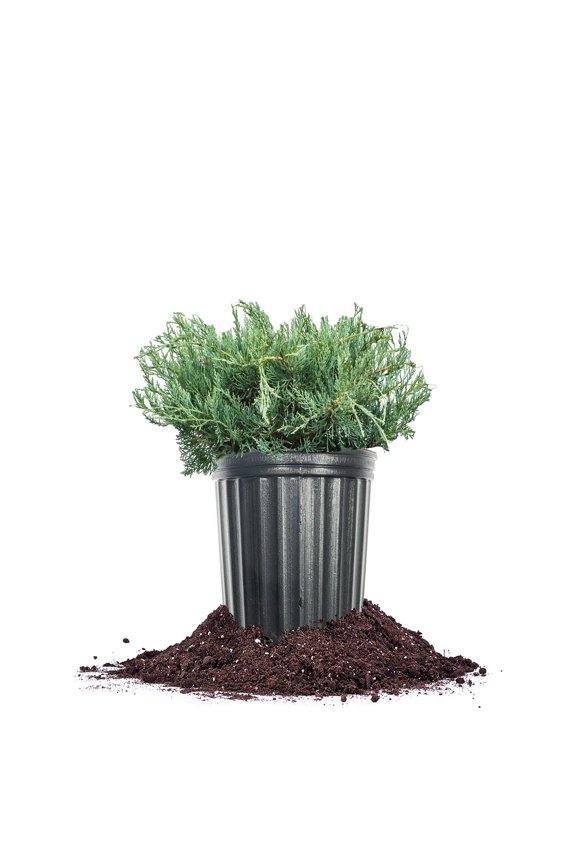 Grey Owl Juniper in 1 Gal. Grower's Pot
