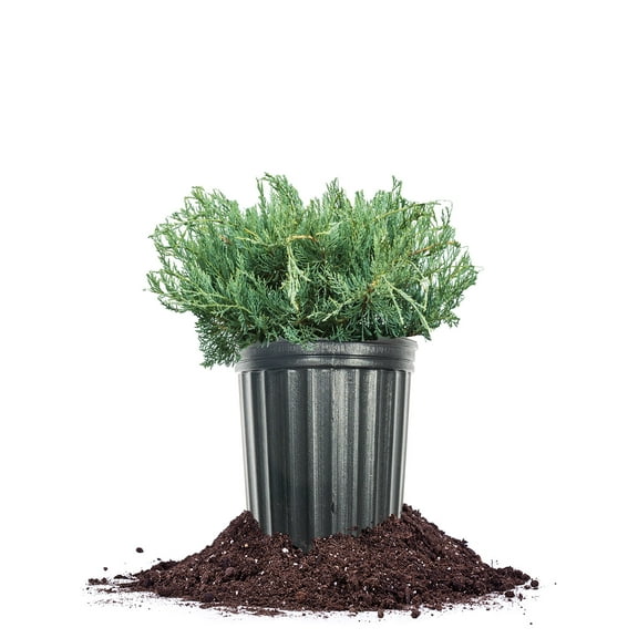 Grey Owl Juniper in 1 Gal. Grower's Pot