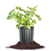 1 Gallon Kadota Fig Tree