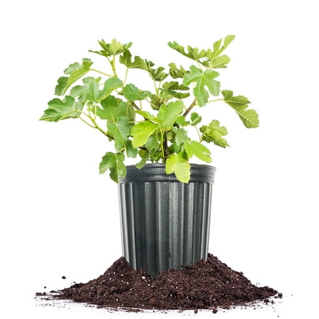 1 Gallon Kadota Fig Tree