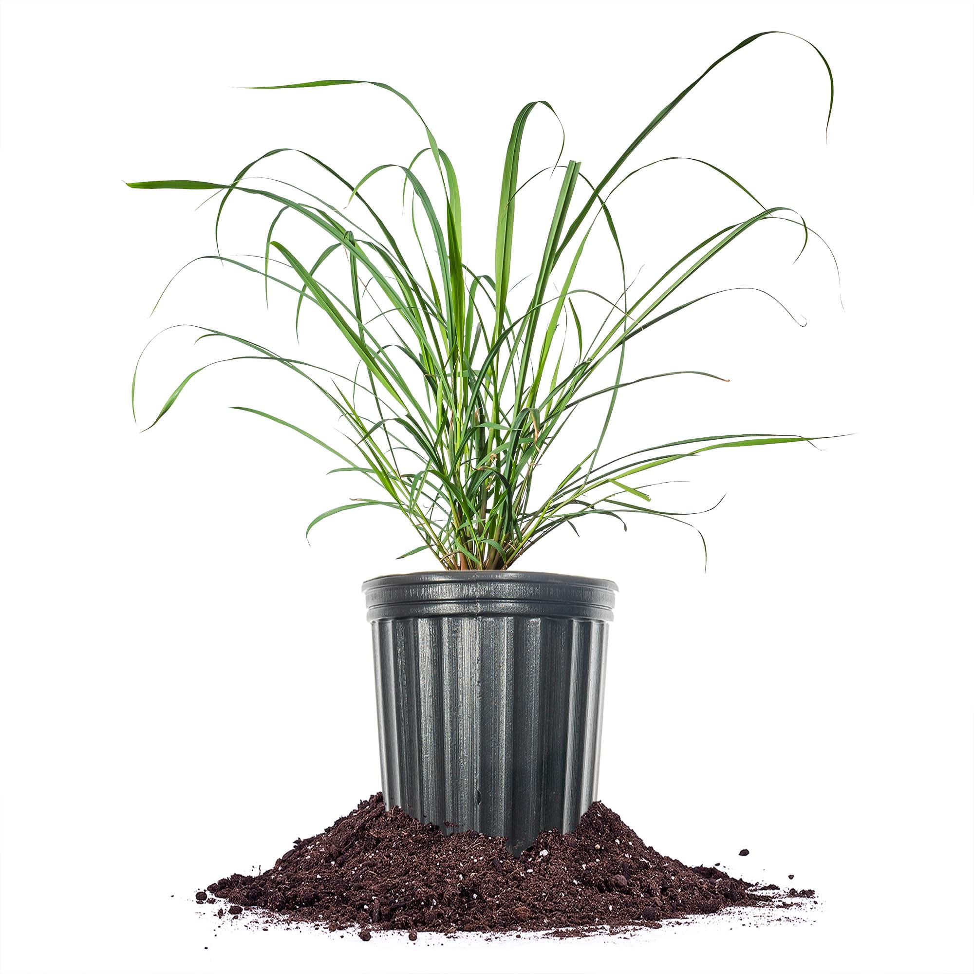 1 Gallon Lemongrass Plant