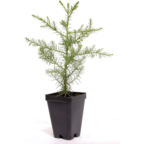 1 Giant Sequoia Tree – Live Sapling in 2.5-Inch Nursery Cube | Sequoia gigantea | Fire-Resistant, Drought-Tolerant Evergreen Conifer
