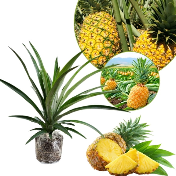 1 Gold Pineapple Plant Live For Planting, Sweet Pineapple Fruit Tree Live Plant 5 To 8 Inch Tall, Pineapple Starter Plants
