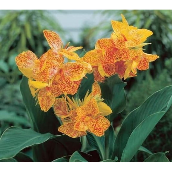 1 Golden Lucifer Canna Lily Bulb Value Bag - Stunning Yellow Canna Flowers for Garden or Container (1 Bulb)