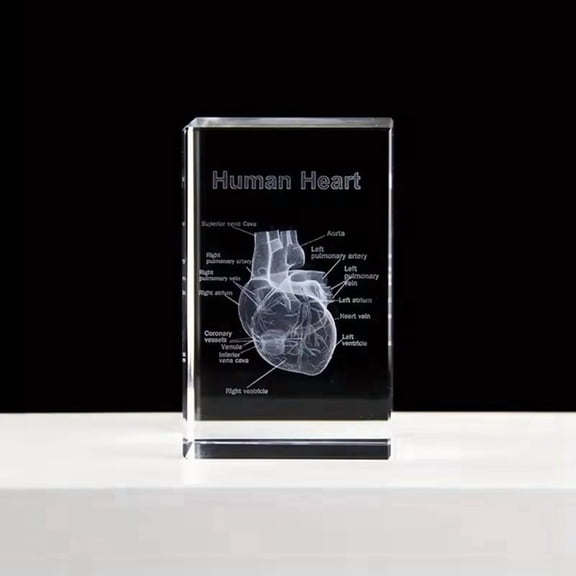 1 * Heart Model-Transparent
