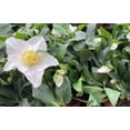 thumbnail image 1 of 1 Helleborus Gold Collection Jacob in one trade gallon Container (0.667 gallons of dirt), 1 of 5