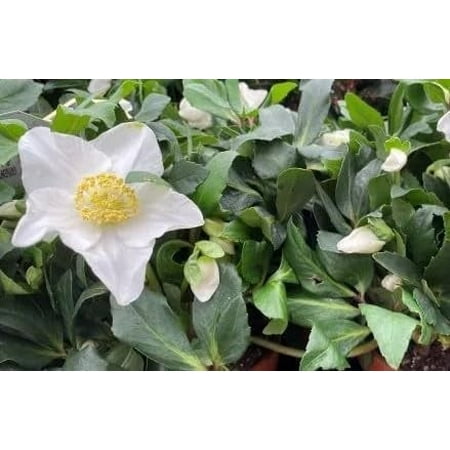 1 Helleborus Gold Collection Jacob in one trade gallon Container (0.667 gallons of dirt)