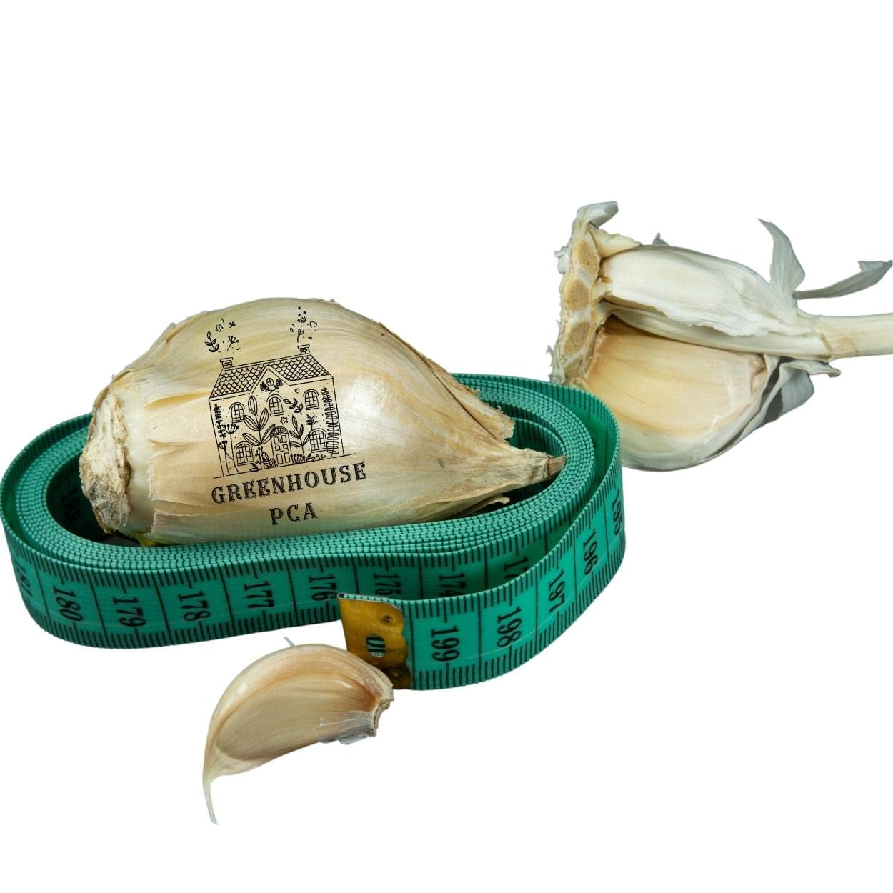 1 Huge Elephant Garlic Bulb! Great for Planting, Eating or Cooking! Non GMO, Organic. Milder