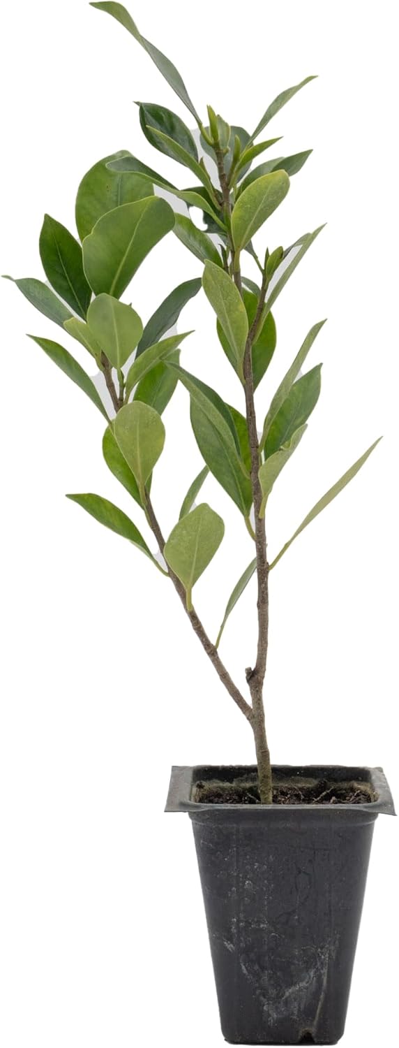 1 Indian Laurel Fig – Live Ficus Nitida Plant – Hardy Evergreen Tree in 2.5” Nursery Cube – Fast-Growing & Highly Adaptable for Hedges, Screens & Shade