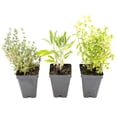 thumbnail image 1 of 1 Italian Cooking Herb Plant Trio: Live Aromatic Culinary Herbs in 3.5" Cubes | Garden-Ready Oregano, Sage & Garden Thyme Plants with Fresh Savory Flavor for Cooking, Containers & Home Herb Gardens, 1 of 8