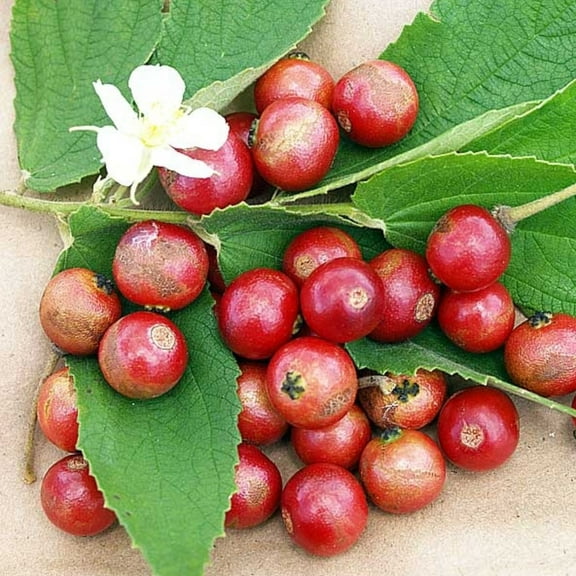 1 Jamaican Strawberry Cherry Tree, Dormant Muntingia Calabura Plant, Live Starter Sweet Fruit Plant, Tropical Jamaican Cherry 4-7 Inch