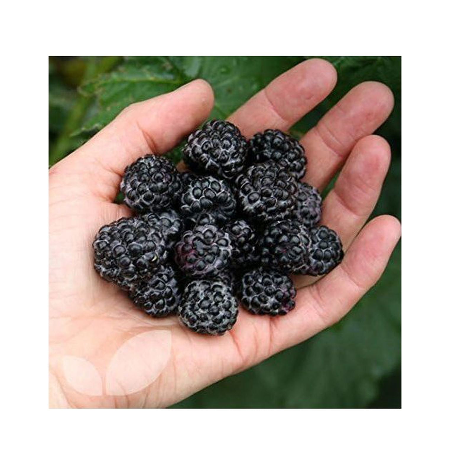 1 Jewel Black Raspberry Plant Everbearing All Natural Grown