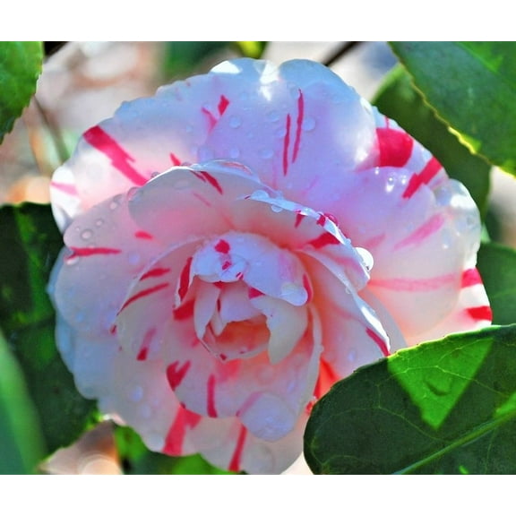 ( 1 ) - LA Peppermint Camellia Japonica - Starter Plant ( 4L ) ( 1 live plant )