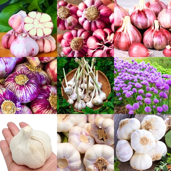 1 LB Jumbo Size Mixed Garlic for Planting in Spring, Softneck Hardneck Garlic Bulbs for Planting, Fresh and High Yield, Cold Hardy, Fast-growing, 5-6 Bulbs Garlic