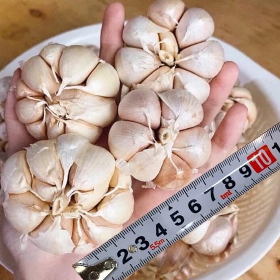 1 LB Jumbo Size Softneck Garlic for Planting in Spring, Soft Neck Garlic Bulbs for Planting, Fresh and High Yield, Cold Hardy, Fast-growing, 5-6 Bulbs Garlic