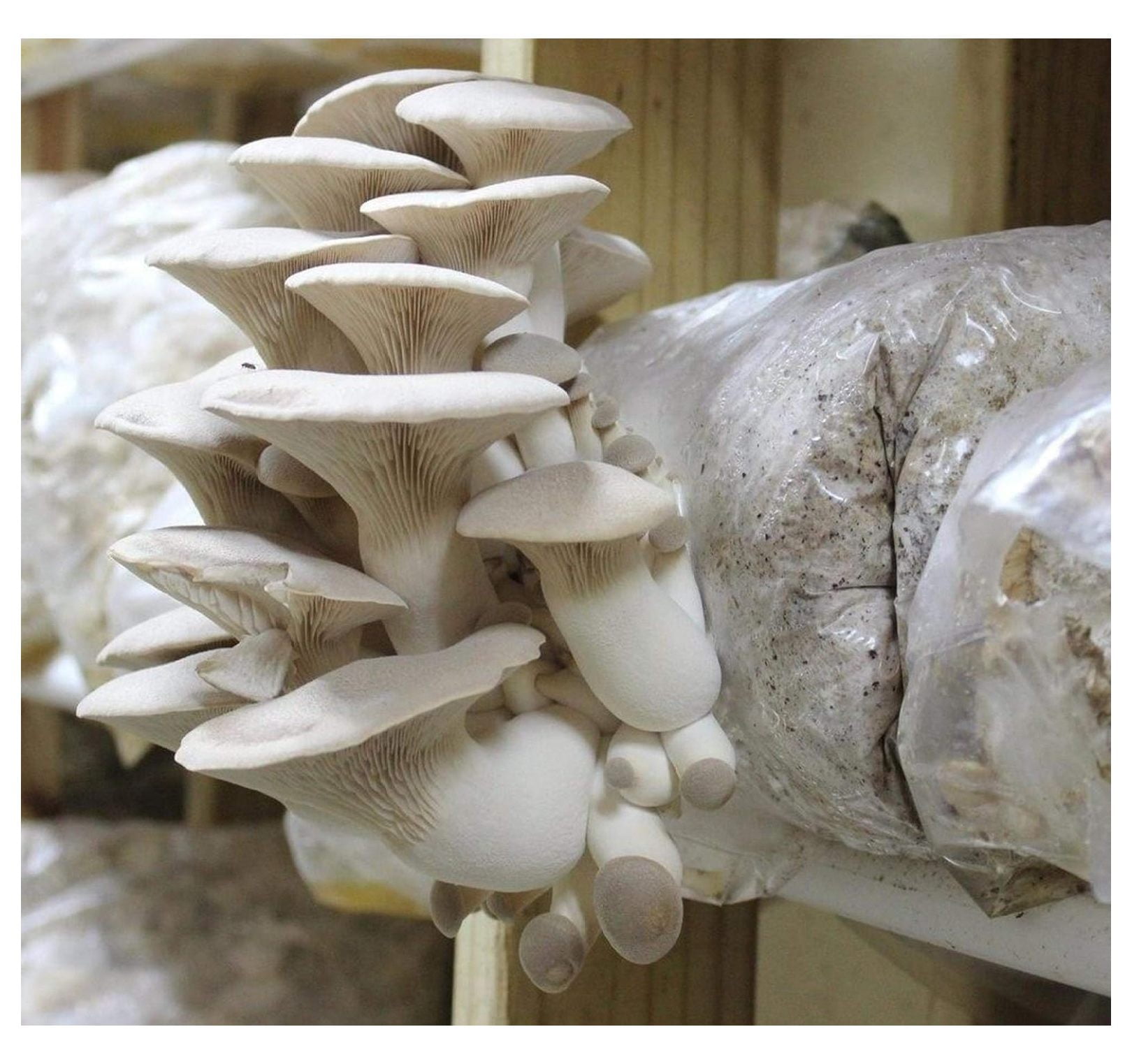 1 LB of King Oyster Mushroom Mycelium to Grow Gourmet and Medicinal Mushrooms or commercially - Use to Grow on Straw or Sawdust Blocks - G1 or G2