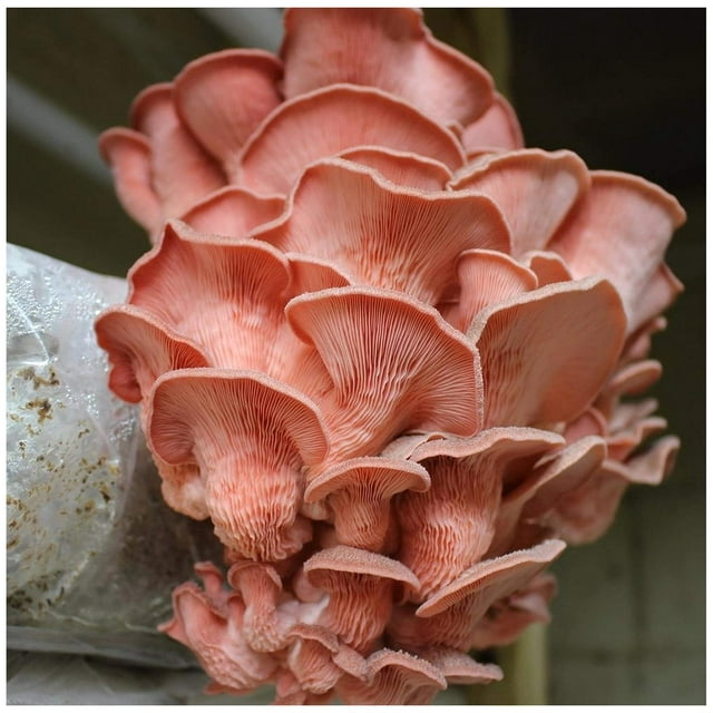 1 LB of Oyster Mushroom Mycelium to Grow Gourmet and Medicinal