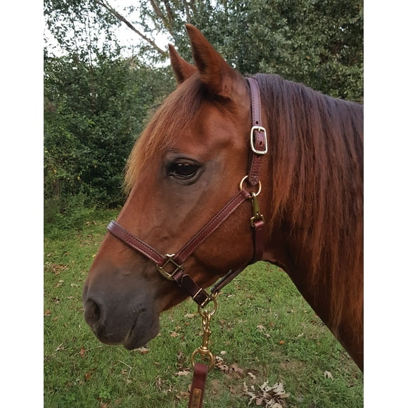 1" LTD Leather Halter- Oversize/Stallion